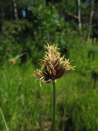 Attēlu rezultāti vaicājumam “Bolboschoenus maritimus”