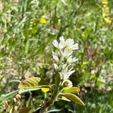 Attēlu rezultāti vaicājumam “Amelanchier spicata flower”