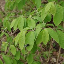 Attēlu rezultāti vaicājumam “Lonicera xylosteum”