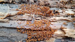 Attēlu rezultāti vaicājumam “Trichia varia spores”