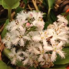 Attēlu rezultāti vaicājumam “Carex pseudocyperus female flower”