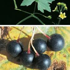 Attēlu rezultāti vaicājumam “Bryonia alba fruit”