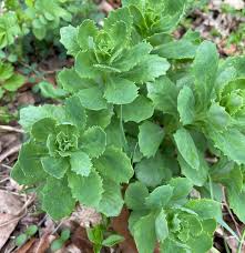 Attēlu rezultāti vaicājumam “Hylotelephium telephium bud”