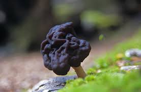 Attēlu rezultāti vaicājumam “Gyromitra”