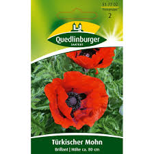 Image result for Mohn