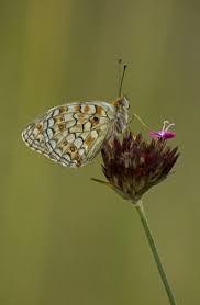 Attēlu rezultāti vaicājumam “Argynnis niobe”