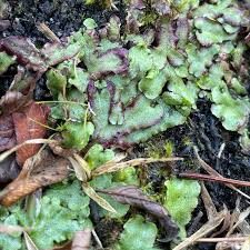 Attēlu rezultāti vaicājumam “Drepanocladus trifarius”