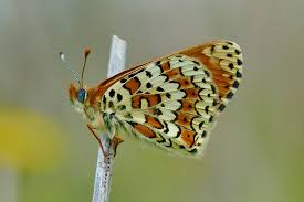 Attēlu rezultāti vaicājumam “Melitaea cinxia upperside”