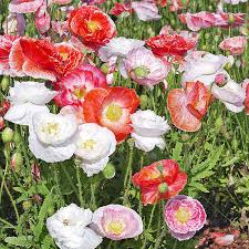 Image result for Papaver rhoeas 'Shirley'