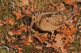 Attēlu rezultāti vaicājumam “Scolopax rusticola juvenile”