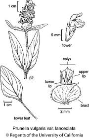Attēlu rezultāti vaicājumam “Prunella vulgaris leaf”