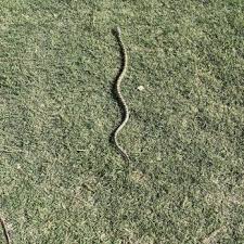 Image result for Archer Road Club