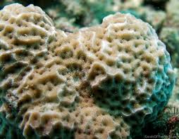 Attēlu rezultāti vaicājumam “Conardia compacta macro”