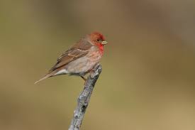 Attēlu rezultāti vaicājumam “Carpodacus erythrinus”