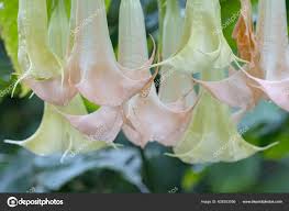 Image result for beladona