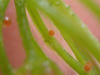 Attēlu rezultāti vaicājumam “Chara contraria”