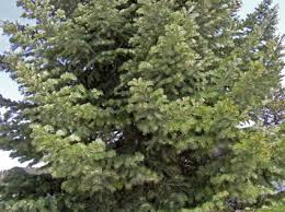 Attēlu rezultāti vaicājumam “Abies concolor”