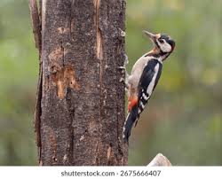 Attēlu rezultāti vaicājumam “Dendrocopos major male”
