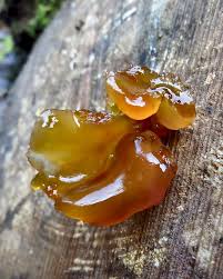 Attēlu rezultāti vaicājumam “Exidia saccharina”