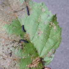 Attēlu rezultāti vaicājumam “Agelastica alni larva”