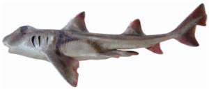 Image result for Heterodontus portusjacksoni