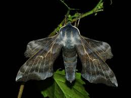 Attēlu rezultāti vaicājumam “Laothoe amurensis”