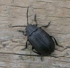 Attēlu rezultāti vaicājumam “Galeruca tanaceti”