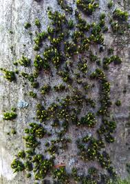 Attēlu rezultāti vaicājumam “Orthotrichum speciosum sporophyte”