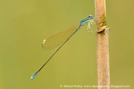 Attēlu rezultāti vaicājumam “Nehalennia speciosa”