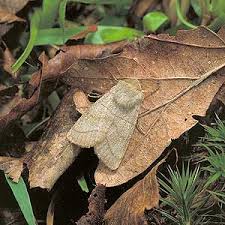 Attēlu rezultāti vaicājumam “Charanyca trigrammica”