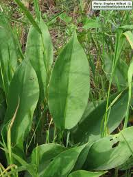 Attēlu rezultāti vaicājumam “Alisma plantago-aquatica leaf”