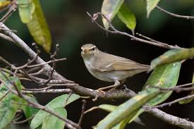 Image result for Phylloscopus borealis