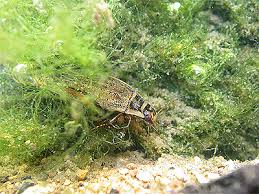 Attēlu rezultāti vaicājumam “Acilius sulcatus male”