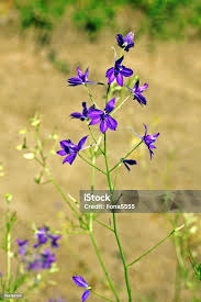 Image result for Consolida ajacis oder Consolida regalis