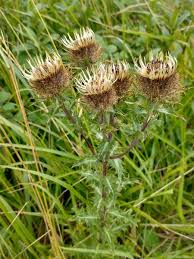 Attēlu rezultāti vaicājumam “Carlina vulgaris flower”