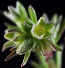 Attēlu rezultāti vaicājumam “Scleranthus annuus flower”