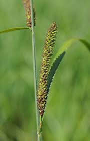 Attēlu rezultāti vaicājumam “Carex acutiformis flower”