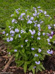 Image result for Myosotis sylvatica