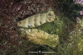 Image result for Haploblepharus edwardsii
