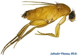 Attēlu rezultāti vaicājumam “Phoridae”