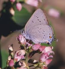 Attēlu rezultāti vaicājumam “Satyrium ilicis underside”