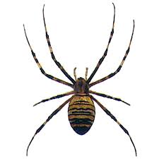 Attēlu rezultāti vaicājumam “Aranei”