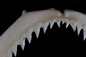 Image result for Carcharhinus acronotus