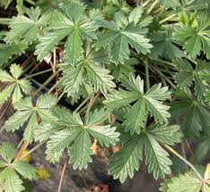 Image result for Potentilla argentea