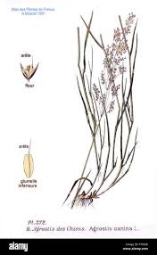 Attēlu rezultāti vaicājumam “Agrostis canina”