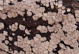 Attēlu rezultāti vaicājumam “Xylobolus frustulatus”