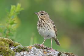 Attēlu rezultāti vaicājumam “Anthus trivialis”