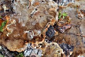 Attēlu rezultāti vaicājumam “Phellinus laevigatus”