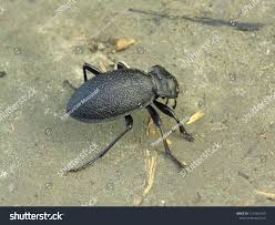 Attēlu rezultāti vaicājumam “Carabus hortensis”