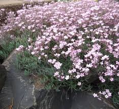 Attēlu rezultāti vaicājumam “Gypsophila fastigiata bud”